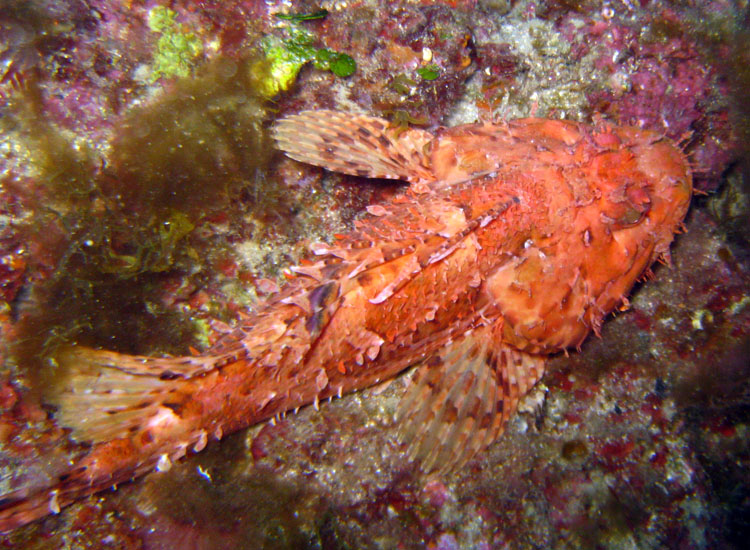 Scorpaena scrofa